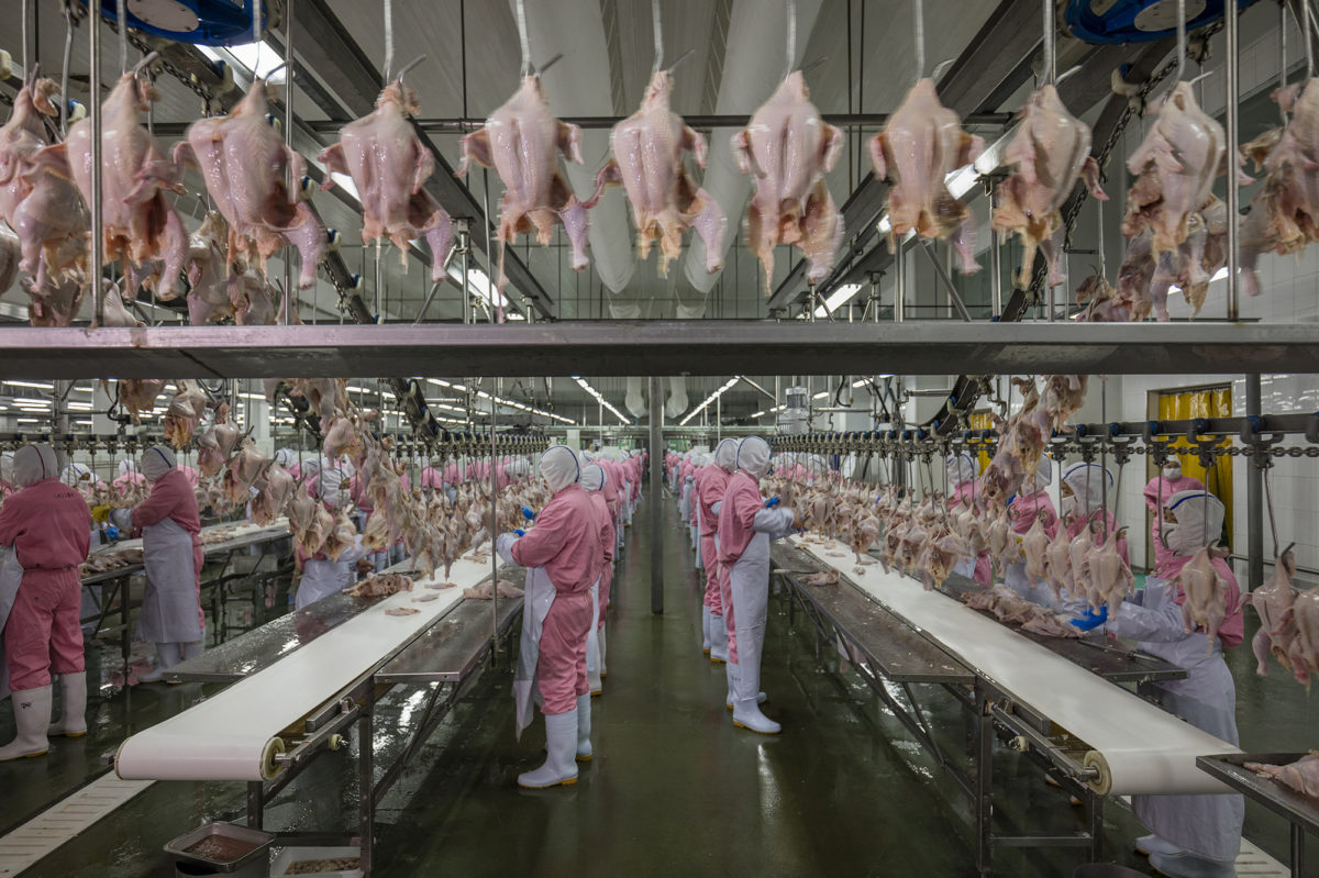 This chickenprocessing factory northwest of Shanghai, one of China's
