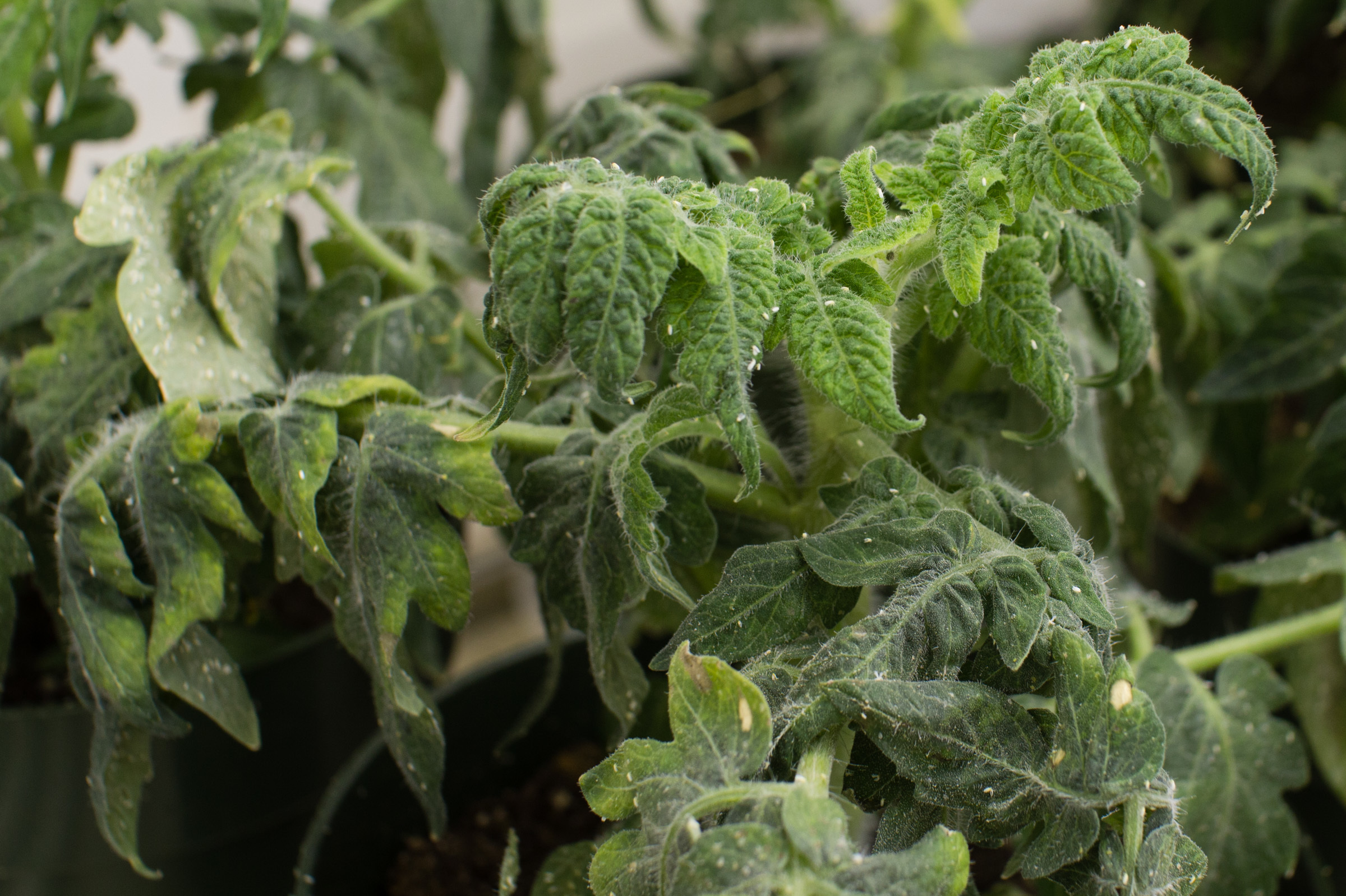 Whiteflies feeding on a tomato plant that infected with