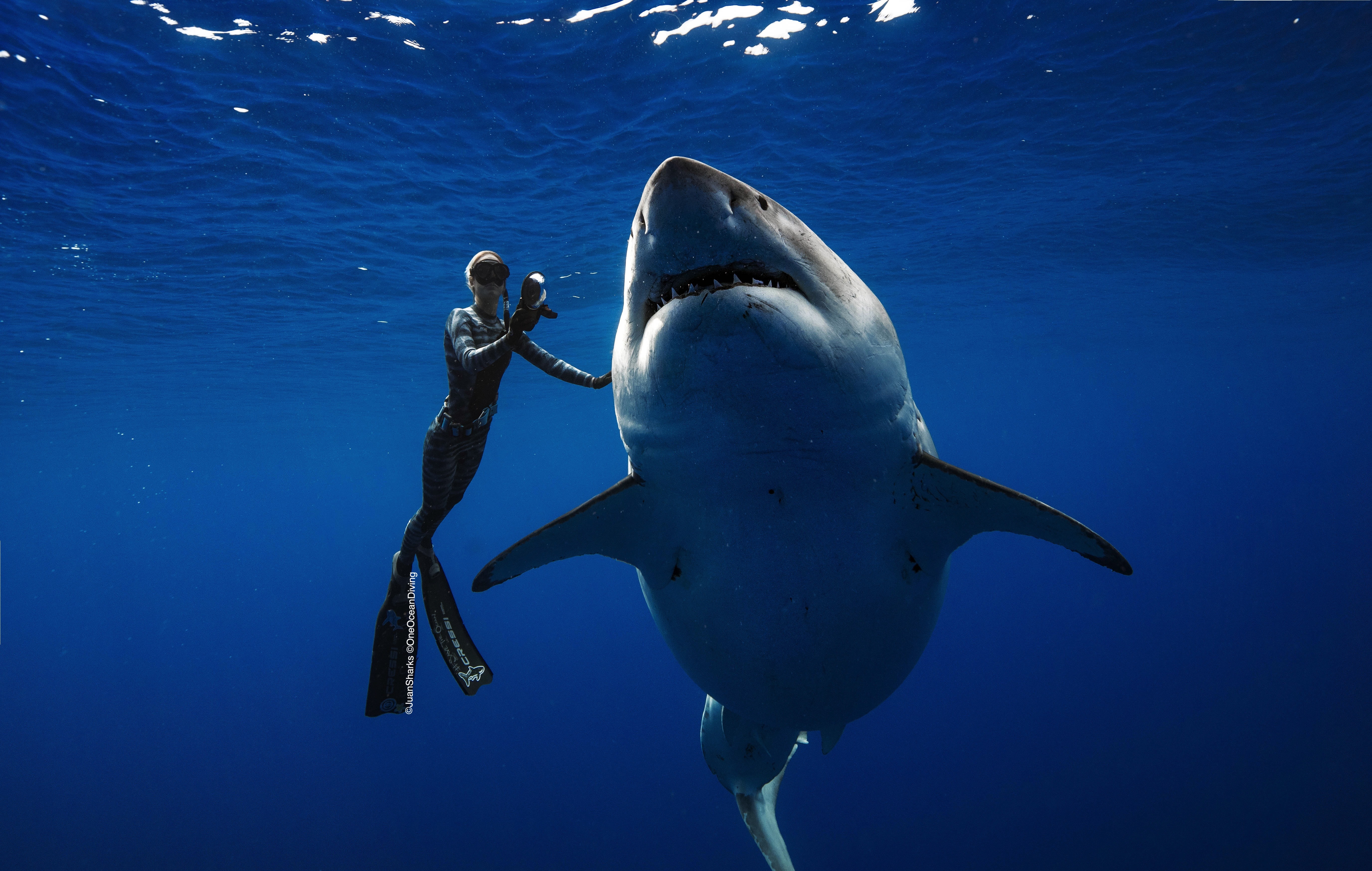 Ocean ramsey shark watch sale