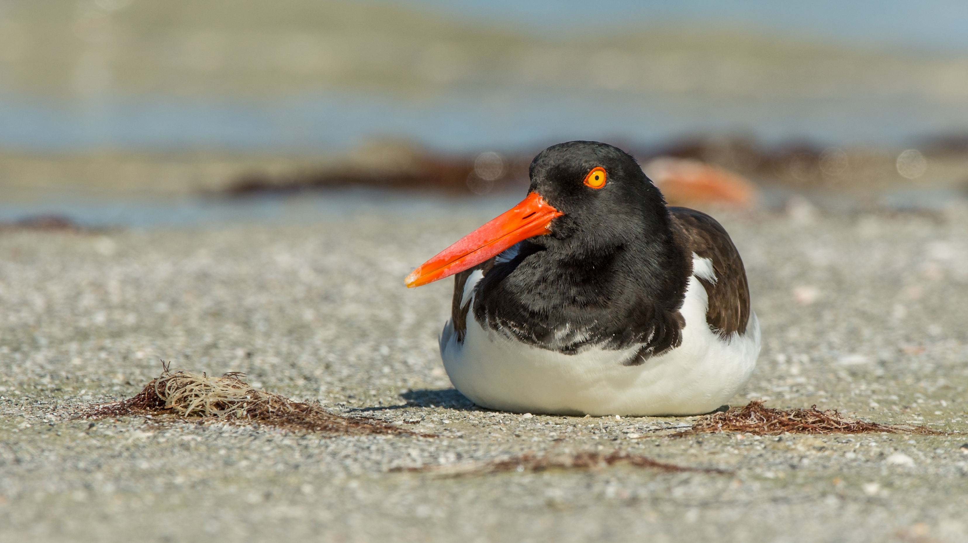 Oystercatcher Whidbey - yo0x5ge